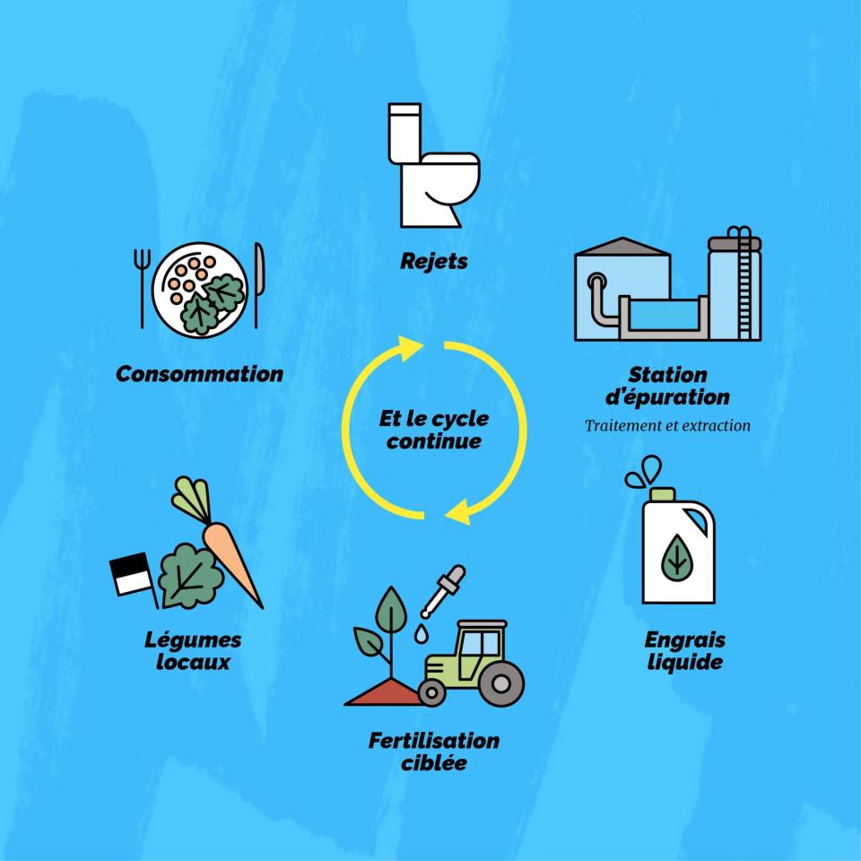 Un cercle vertueux: rejeter, traiter et créer un engrais naturel et local, fertiliser de manière ciblée, récolter, consommer … et recommencer. Un vrai cycle vertueux d’économie circulaire, et plus qu’une action : un engagement.